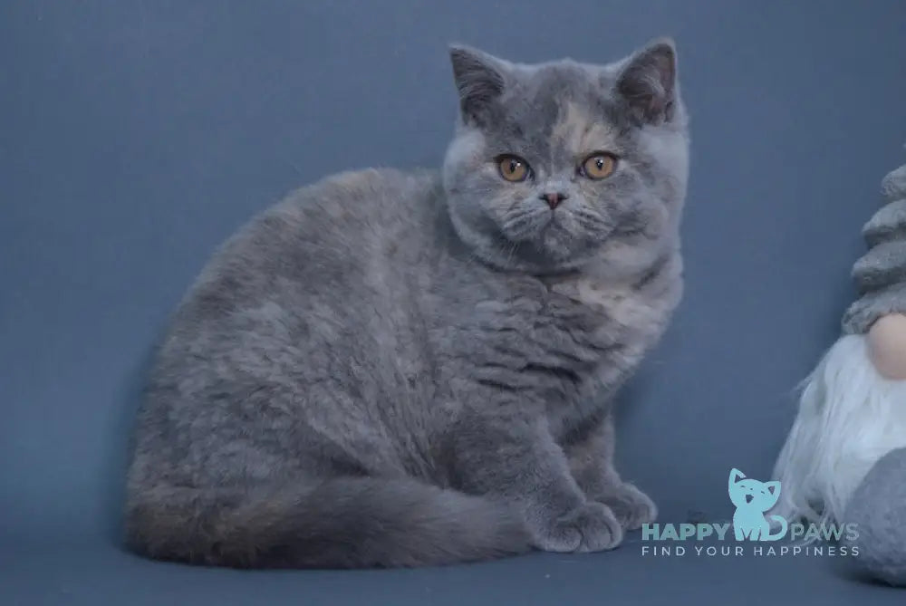 Yolanda British Shorthair Female Blue Tortie Live Animals