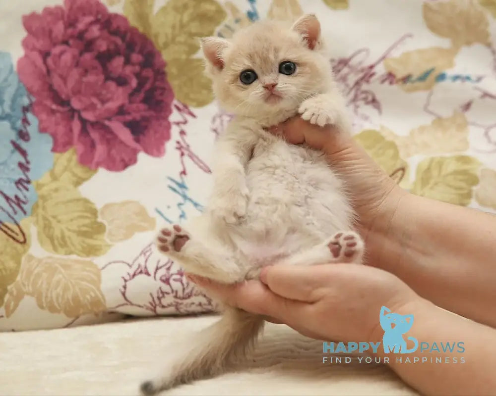 Yslada Scottish Straight Female Blue Golden Chinchilla Live Animals