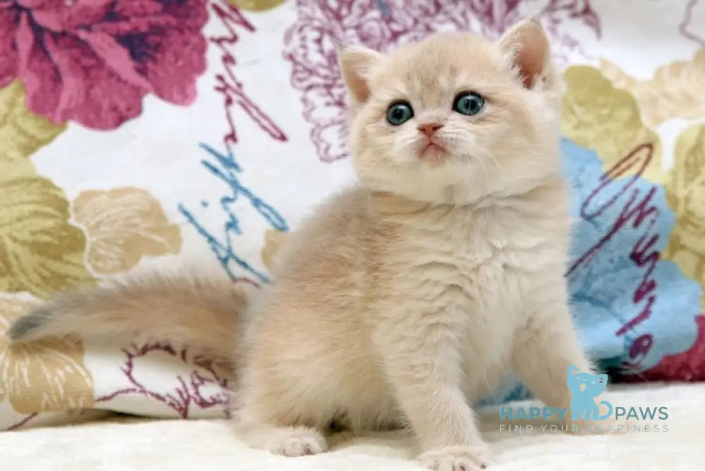 Yslada Scottish Straight Female Blue Golden Chinchilla Live Animals