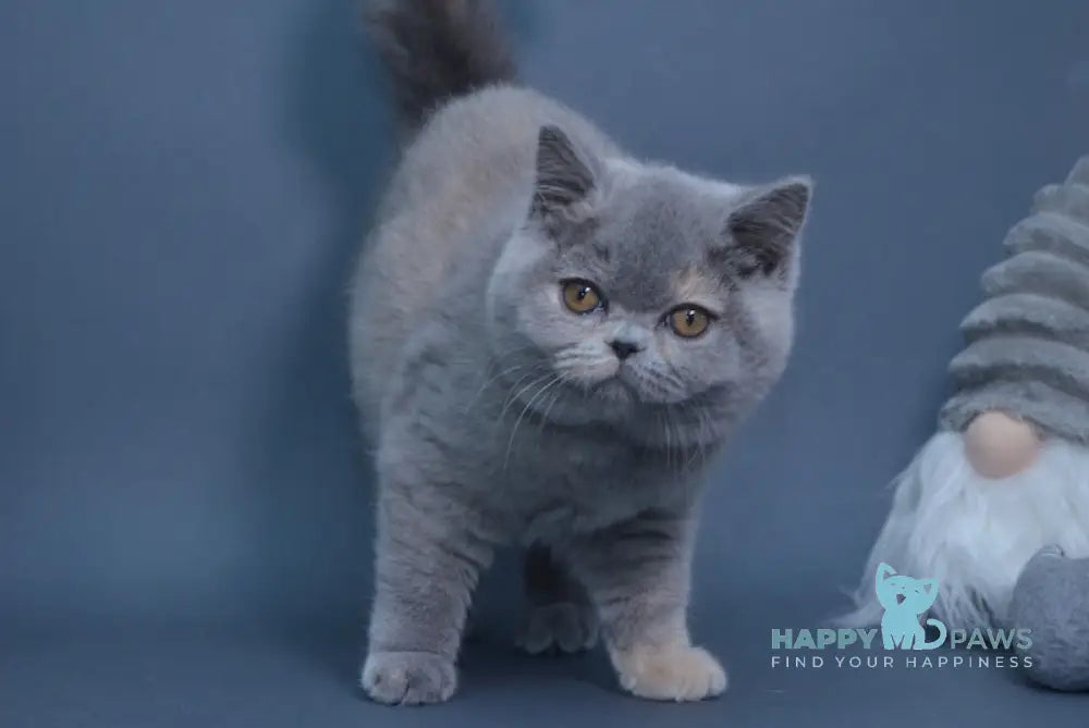 Yuki British Shorthair Female Blue Tortie Live Animals