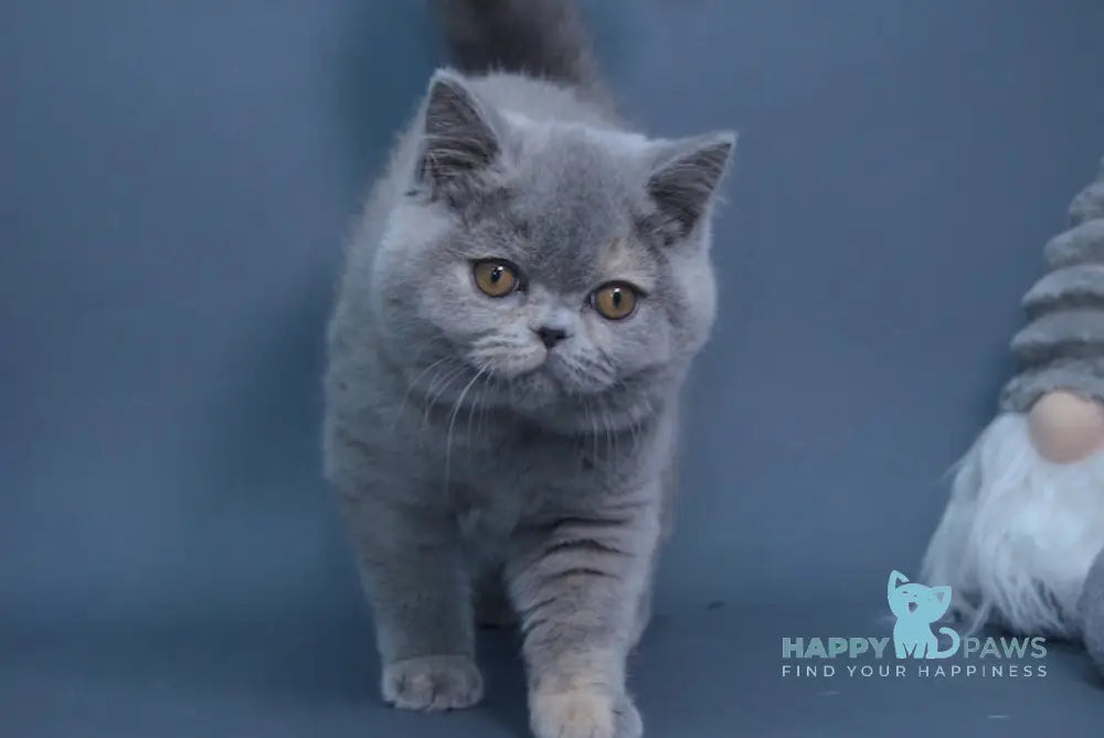 Yuki British Shorthair Female Blue Tortie Live Animals