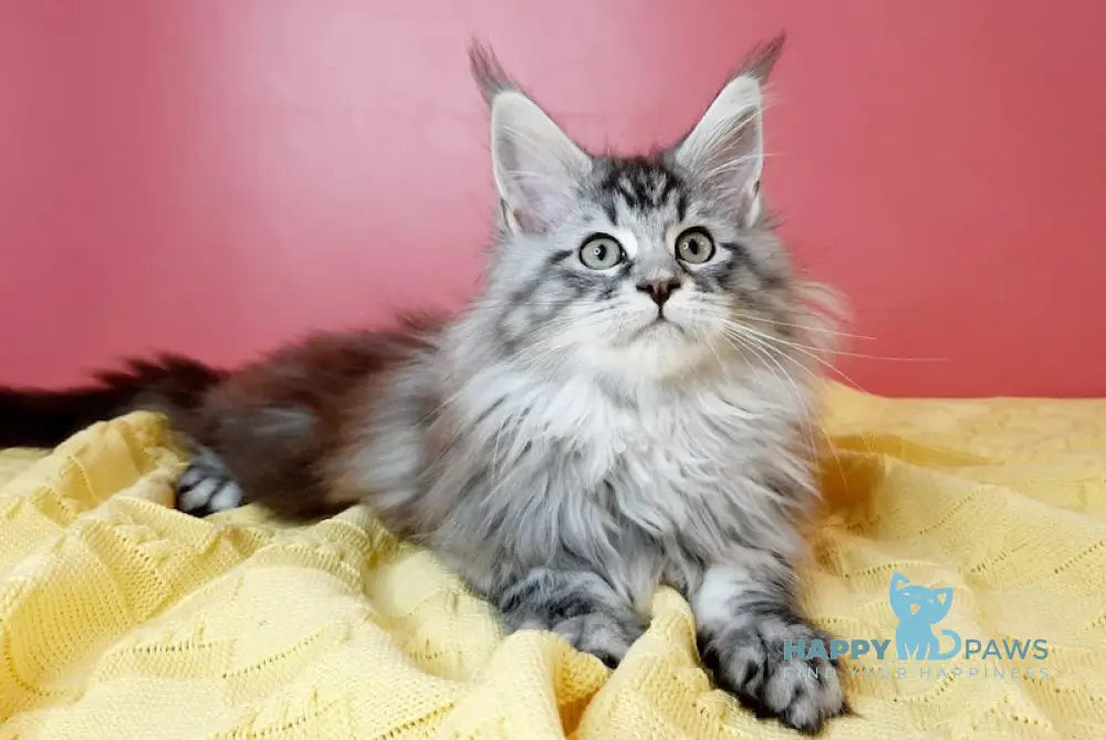 Yukka Maine Coon Female Black Silver Tabby Live Animals