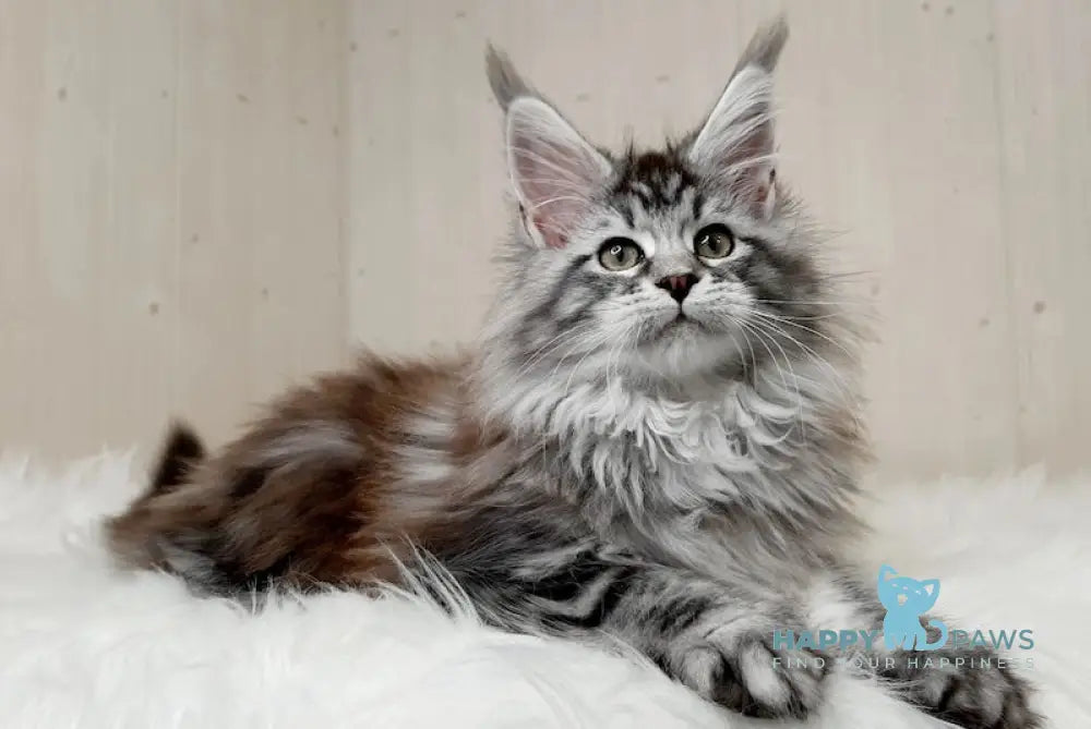 Yukka Maine Coon Female Black Silver Tabby Live Animals