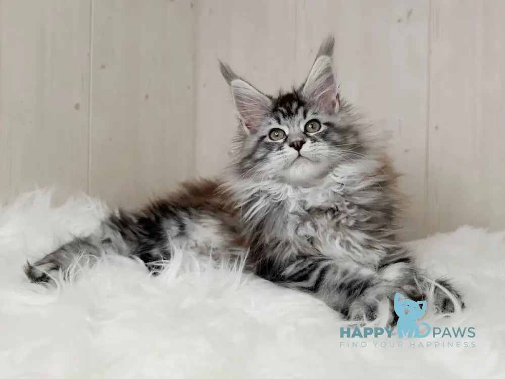 Yukka Maine Coon Female Black Silver Tabby Live Animals