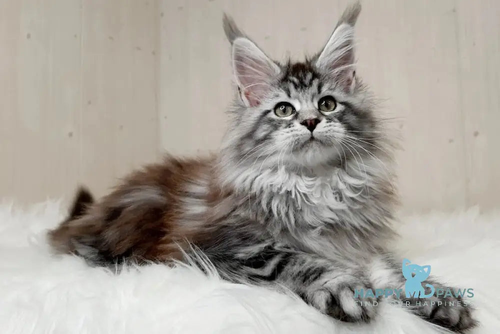 Yukka Maine Coon Female Black Silver Tabby Live Animals