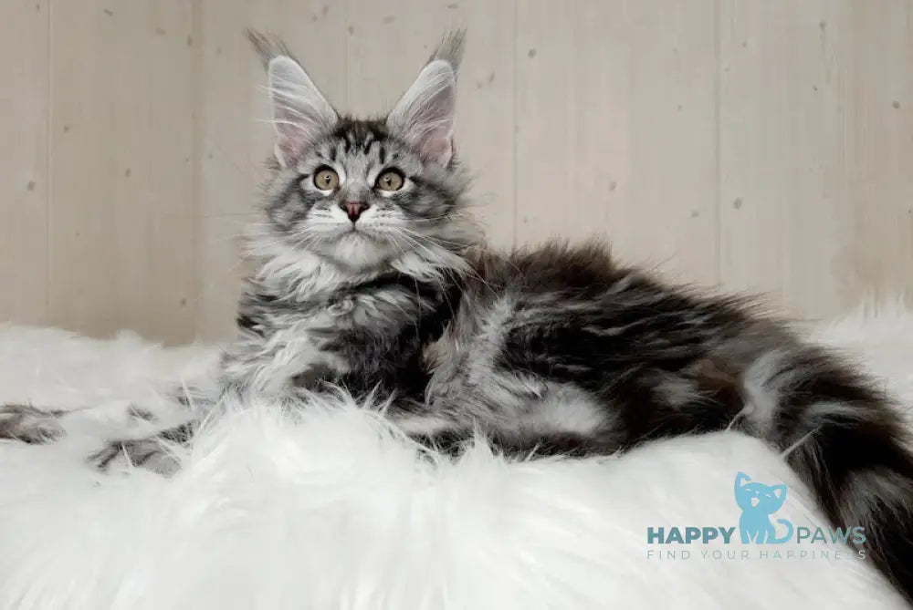 Yungira Maine Coon Female Black Silver Tabby Live Animals