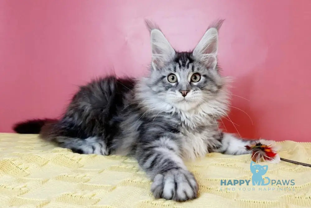 Yungira Maine Coon Female Black Silver Tabby Live Animals