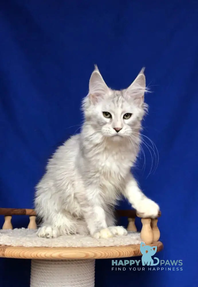 Zabava Maine Coon female black silver tabby live animals