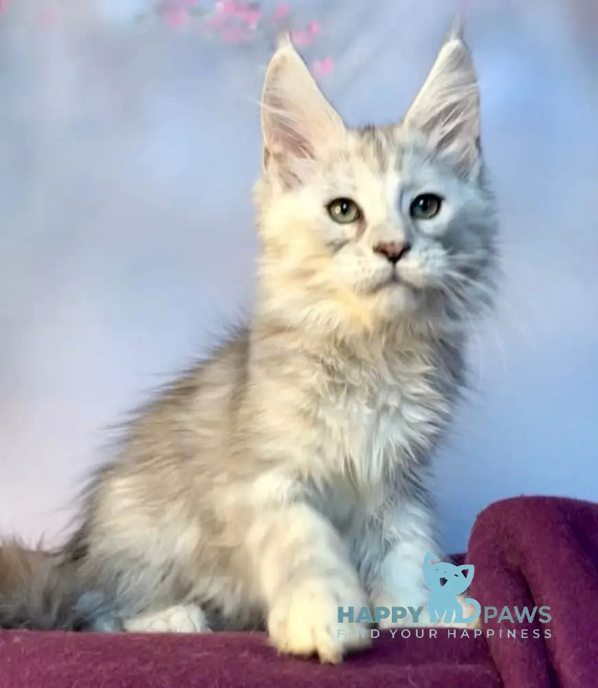 Zabava Maine Coon Female Black Silver Tabby Live Animals