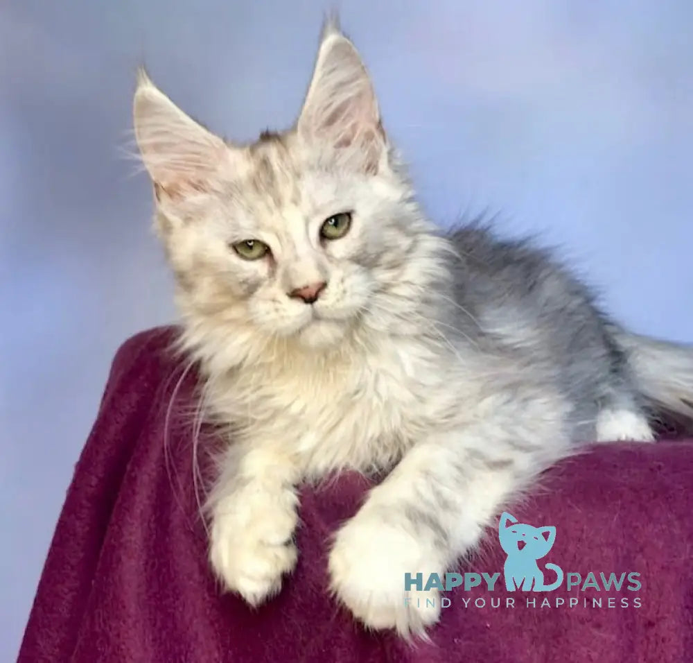 Zabava Maine Coon Female Black Silver Tabby Live Animals