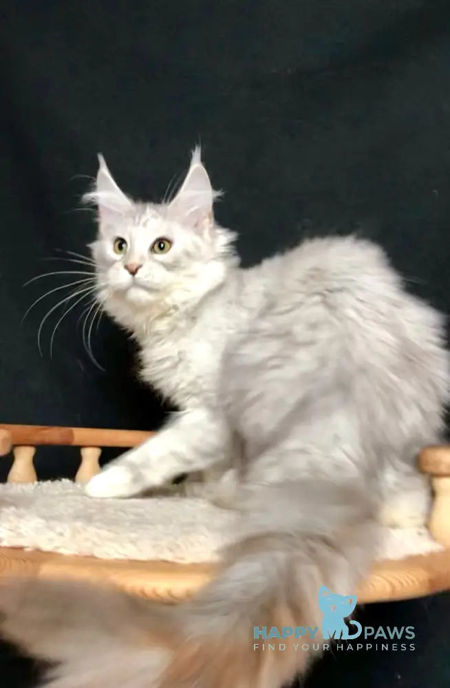 Zabava Maine Coon female black silver tabby live animals