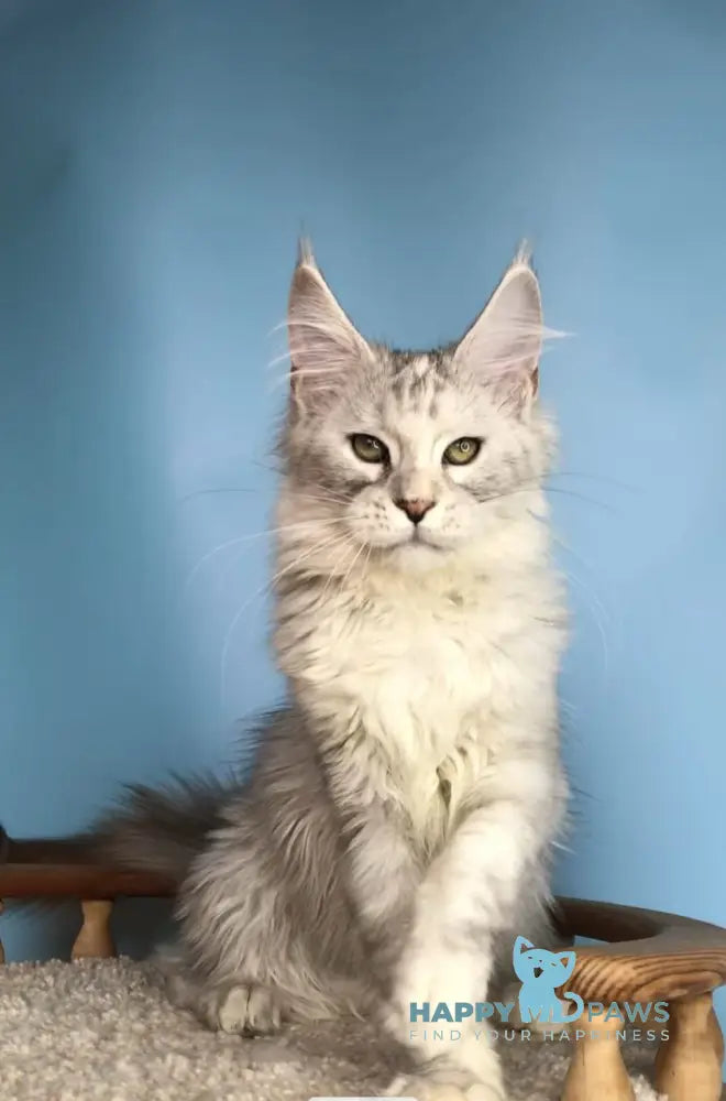 Zabava Maine Coon female black silver tabby live animals