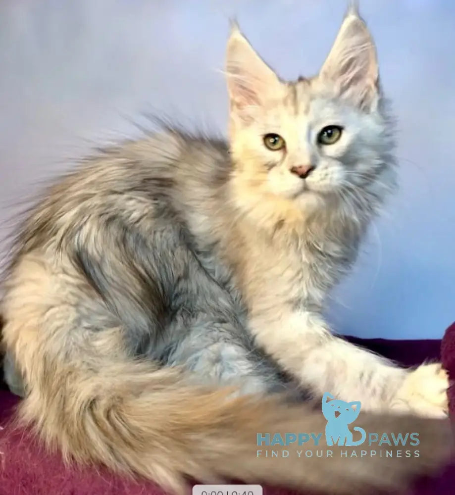 Zabava Maine Coon Female Black Silver Tabby Live Animals