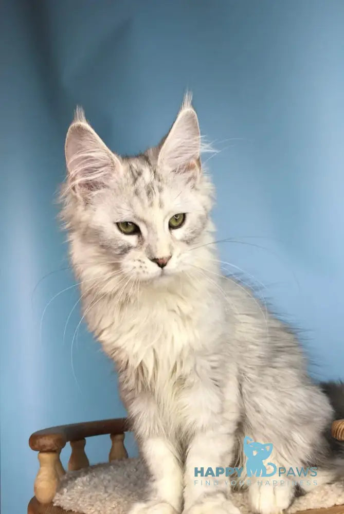 Zabava Maine Coon female black silver tabby live animals