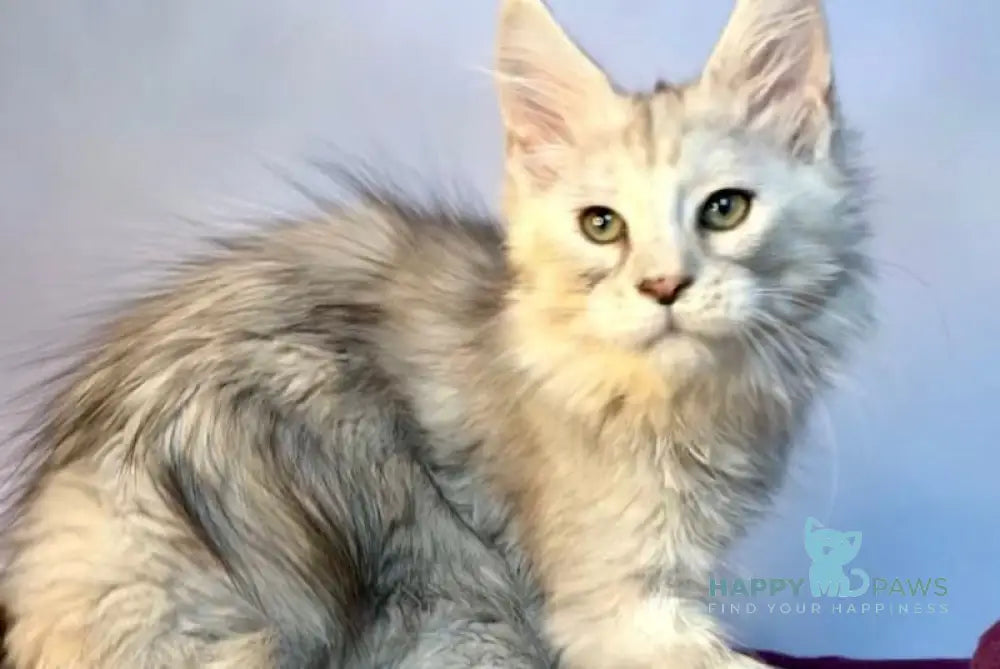 Zabava Maine Coon Female Black Silver Tabby Live Animals