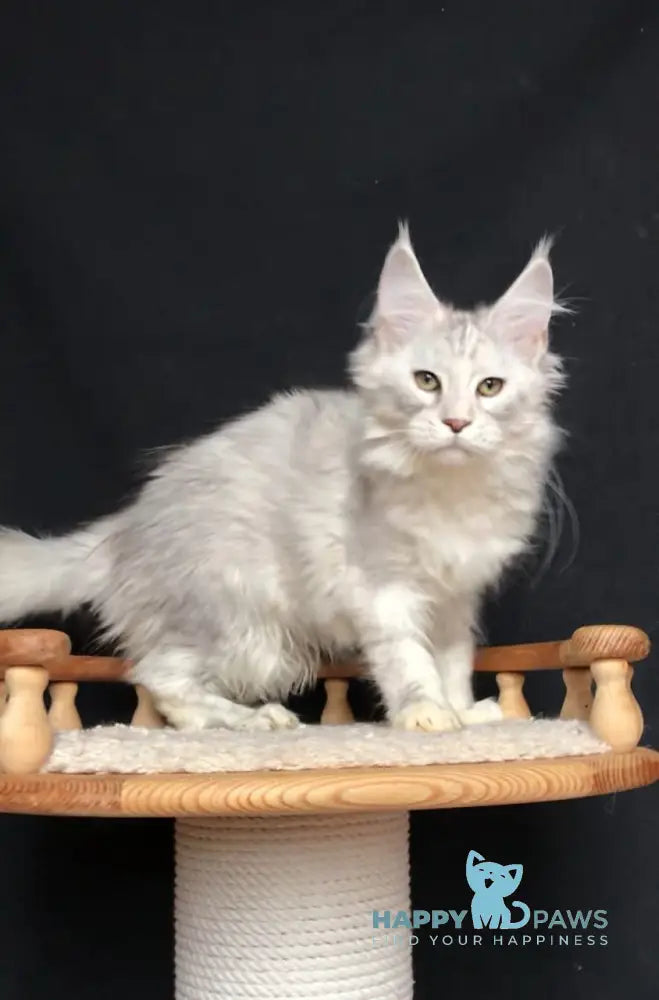 Zabava Maine Coon female black silver tabby live animals