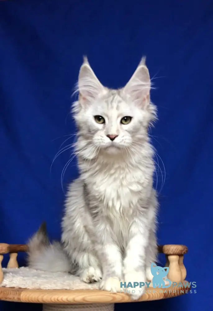 Zabava Maine Coon female black silver tabby live animals