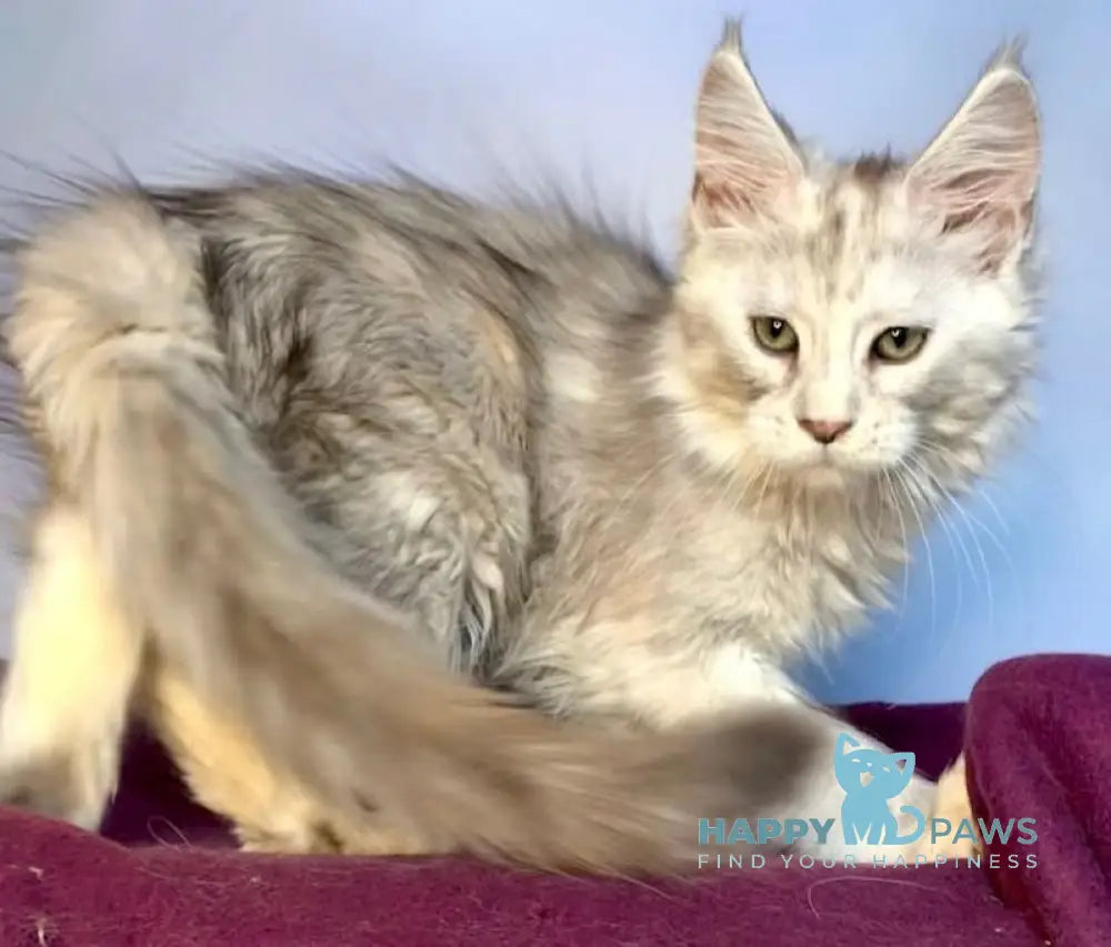 Zabava Maine Coon Female Black Silver Tabby Live Animals