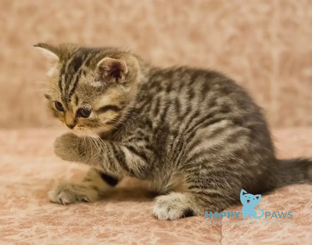 Zabava Scottish Straight Female Black Spotted Tabby Live Animals