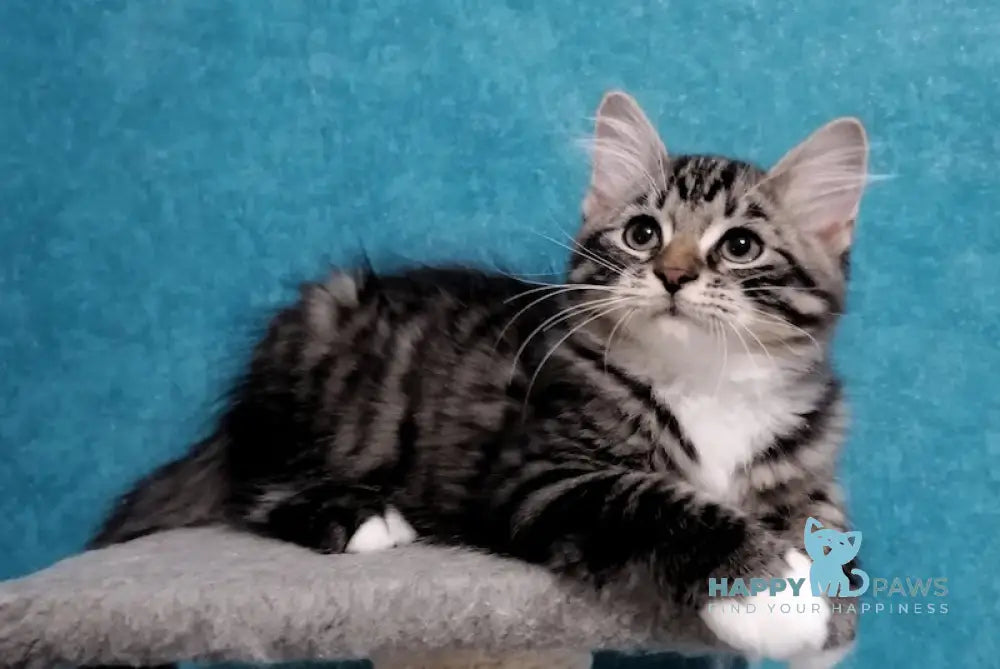 Zador Siberian Male Black Tabby With White Live Animals