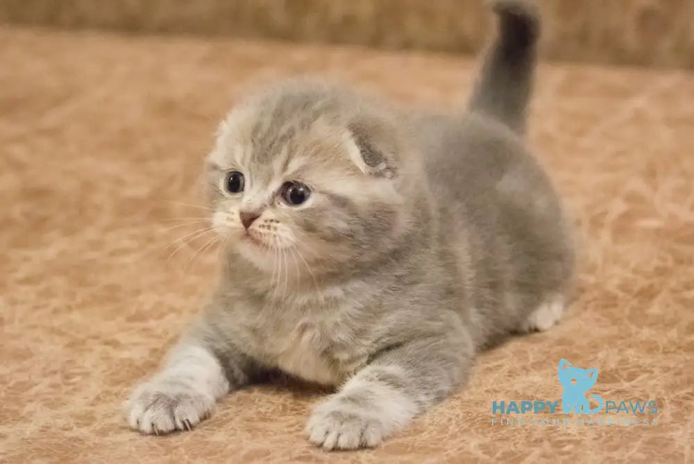 Zahar Scottish Fold male blue tabby live animals