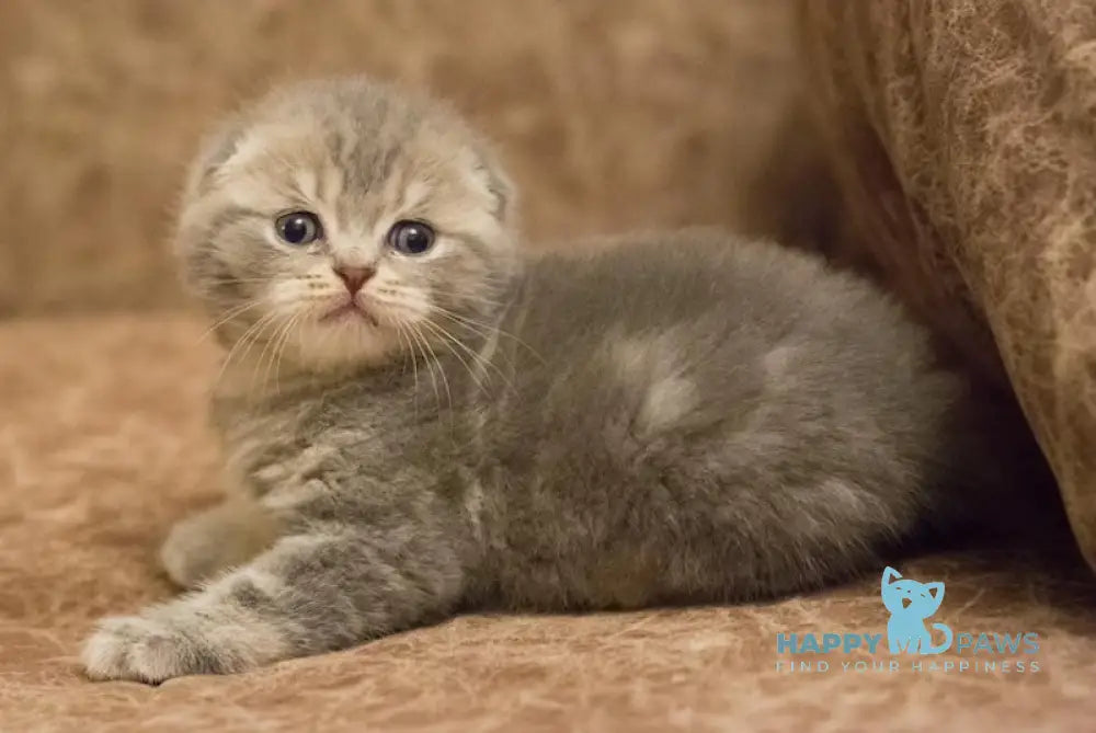 Zahar Scottish Fold male blue tabby live animals