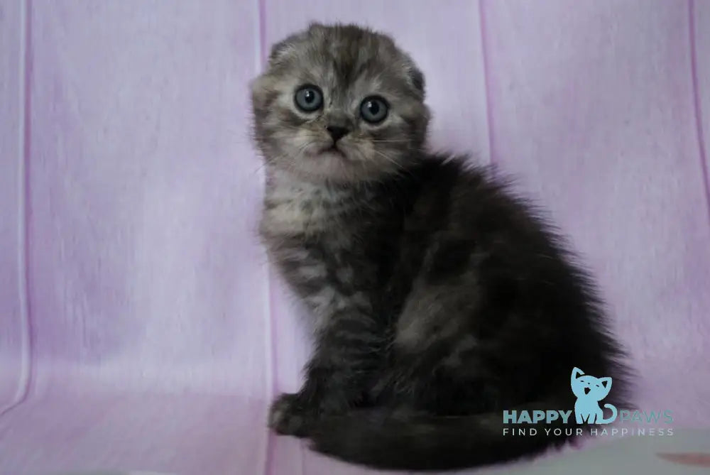 Zane Scottish Fold Male Black Smoke Live Animals