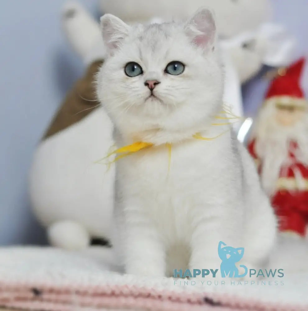 Zayka British Shorthair Male Black Silver Shaded Live Animals