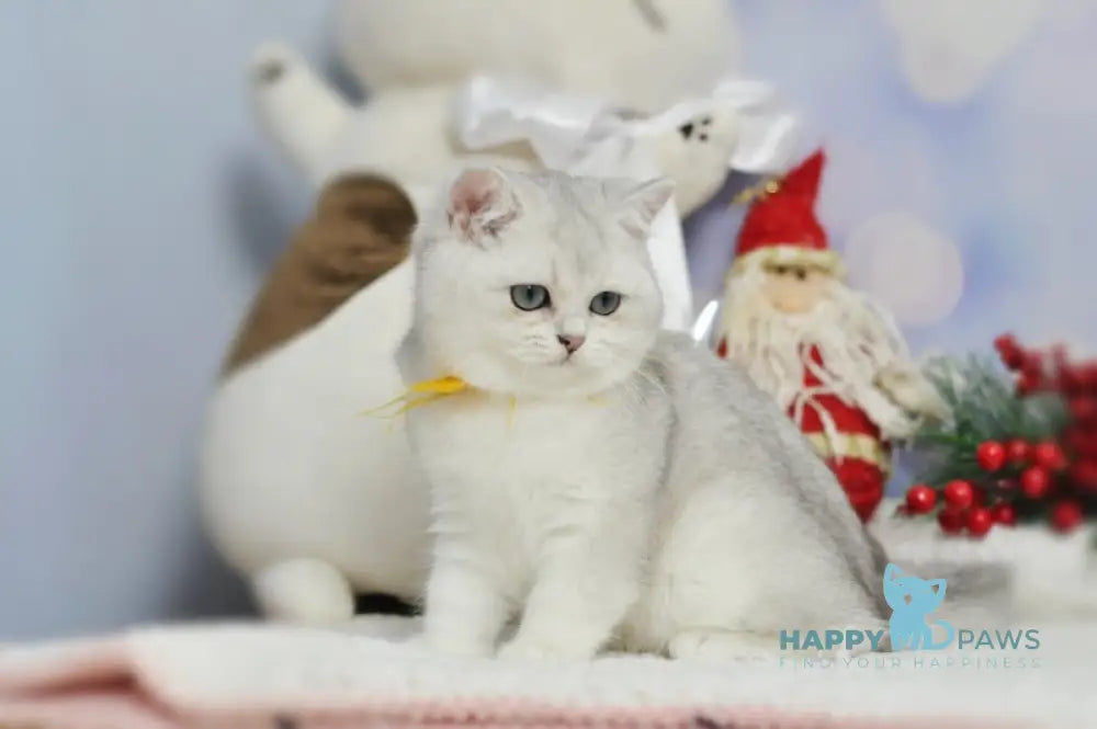 Zayka British Shorthair Male Black Silver Shaded Live Animals