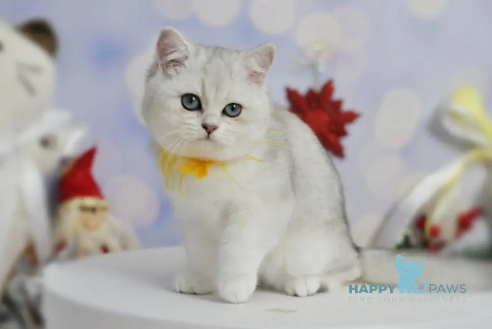 Zayka British Shorthair Male Black Silver Shaded Live Animals