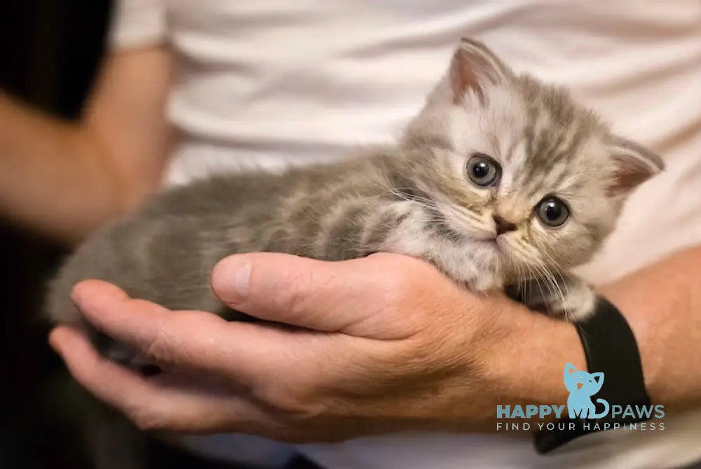 Zefirka Scottish Straight Female Blue Silver Tabby Live Animals