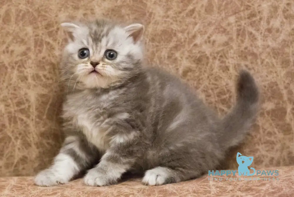 Zefirka Scottish Straight Female Blue Silver Tabby Live Animals