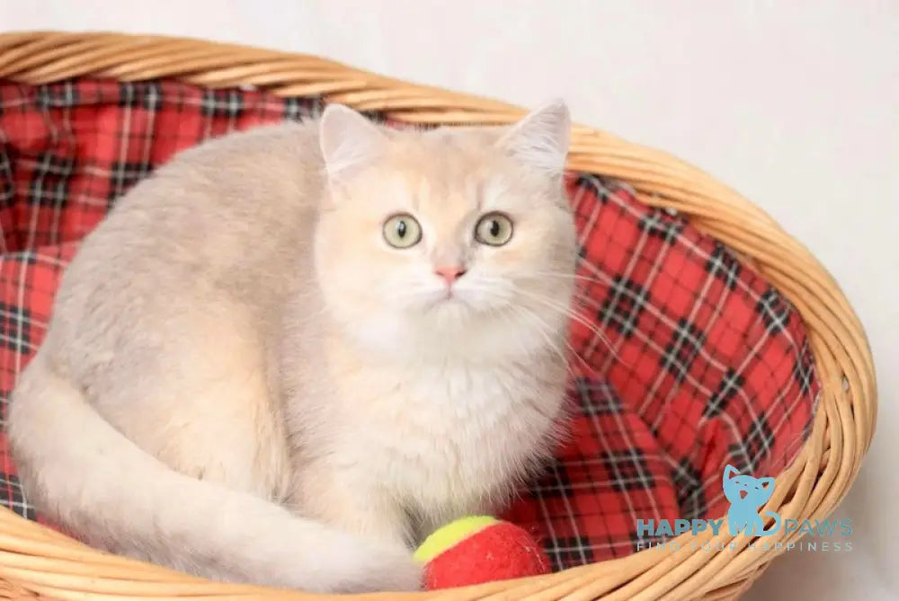 Zeka British Shorthair Male Lilac Golden Shaded Live Animals