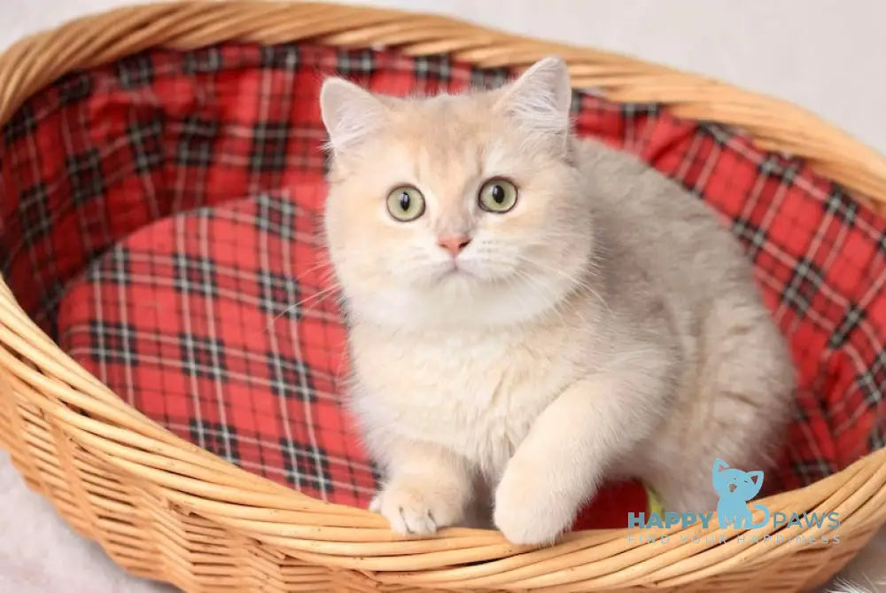 Zeka British Shorthair Male Lilac Golden Shaded Live Animals