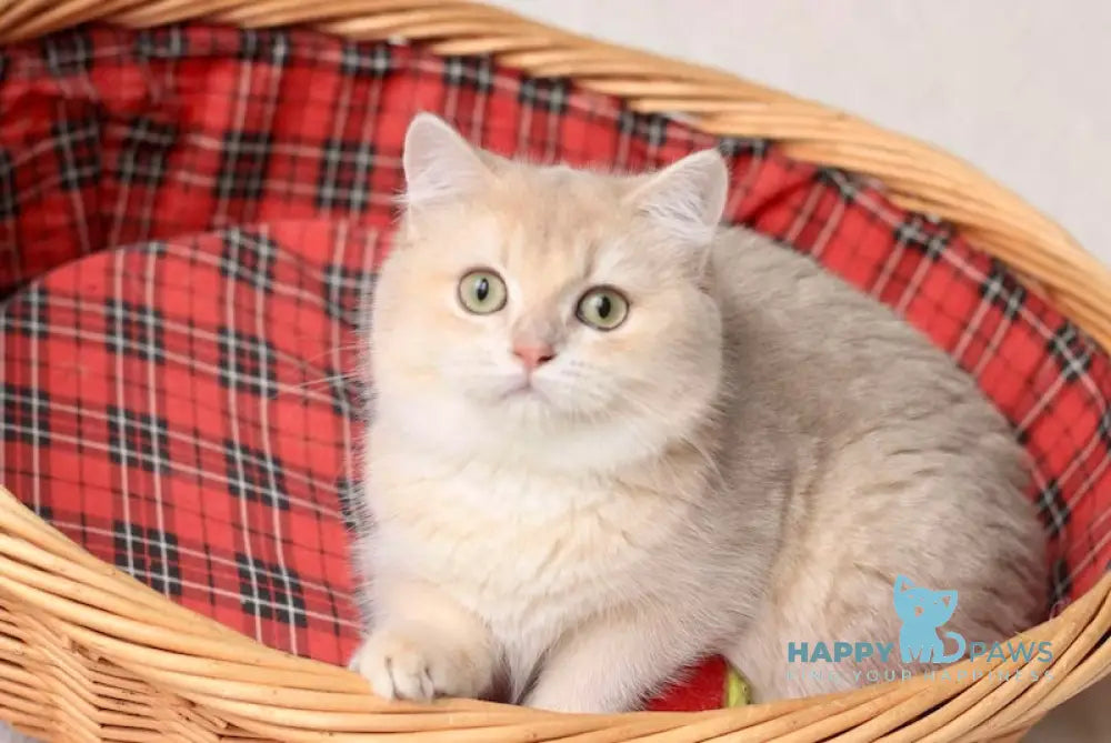 Zeka British Shorthair Male Lilac Golden Shaded Live Animals