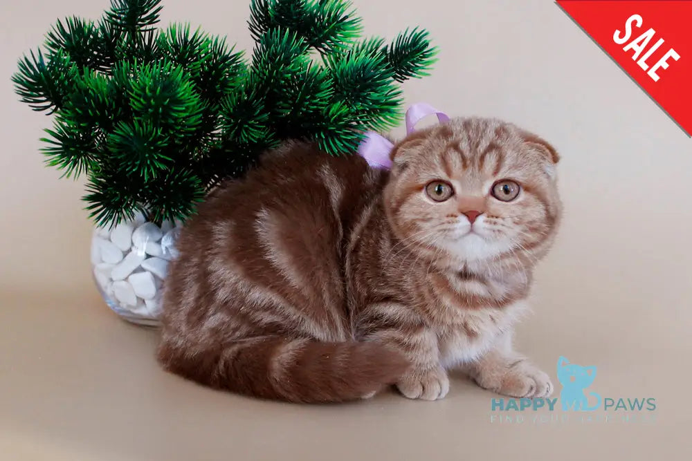 Zelena Scottish Fold Female Cinnamon Tabby Live Animals