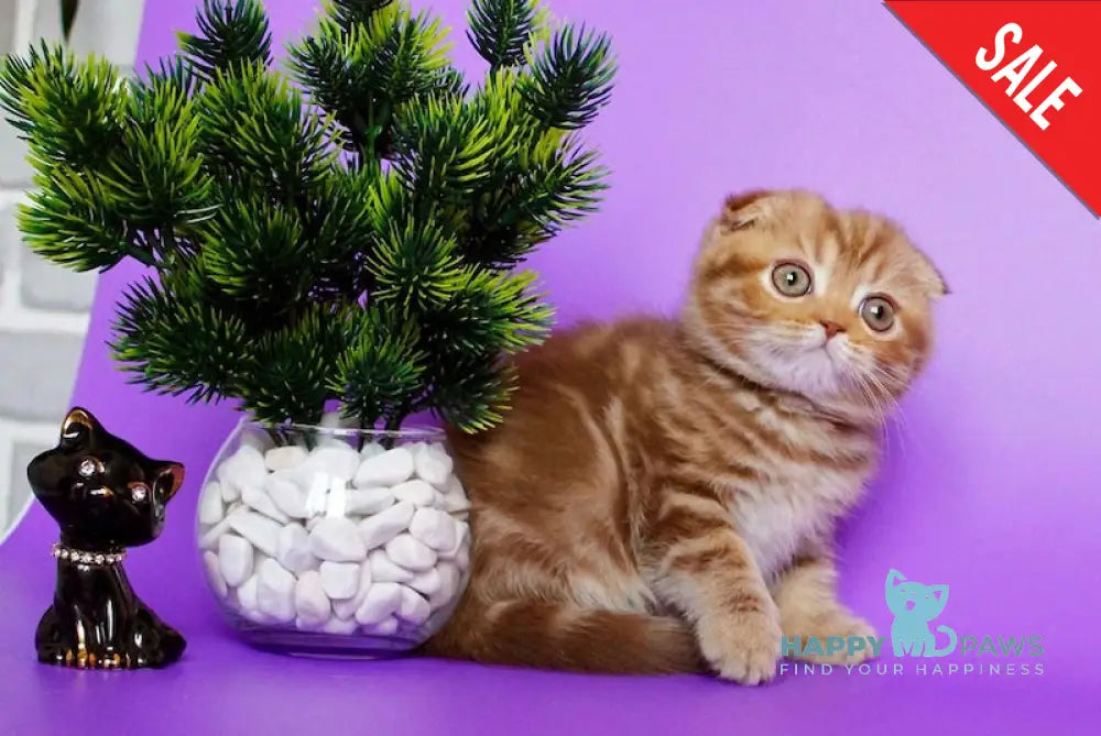 Zelena Scottish Fold Female Cinnamon Tabby Live Animals