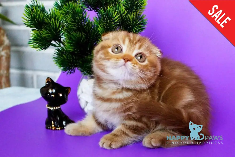 Zelena Scottish Fold Female Cinnamon Tabby Live Animals