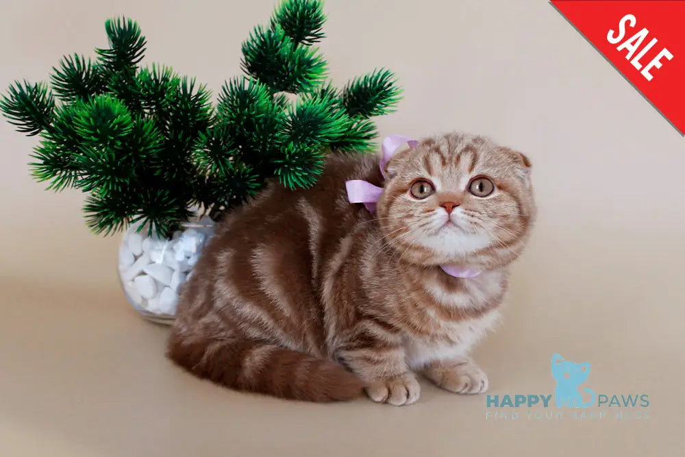 Zelena Scottish Fold Female Cinnamon Tabby Live Animals