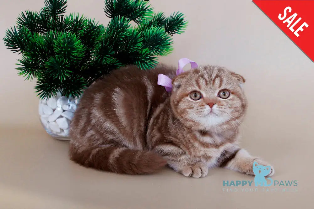 Zelena Scottish Fold Female Cinnamon Tabby Live Animals