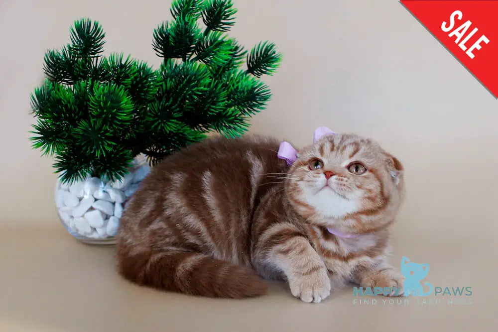 Zelena Scottish Fold Female Cinnamon Tabby Live Animals