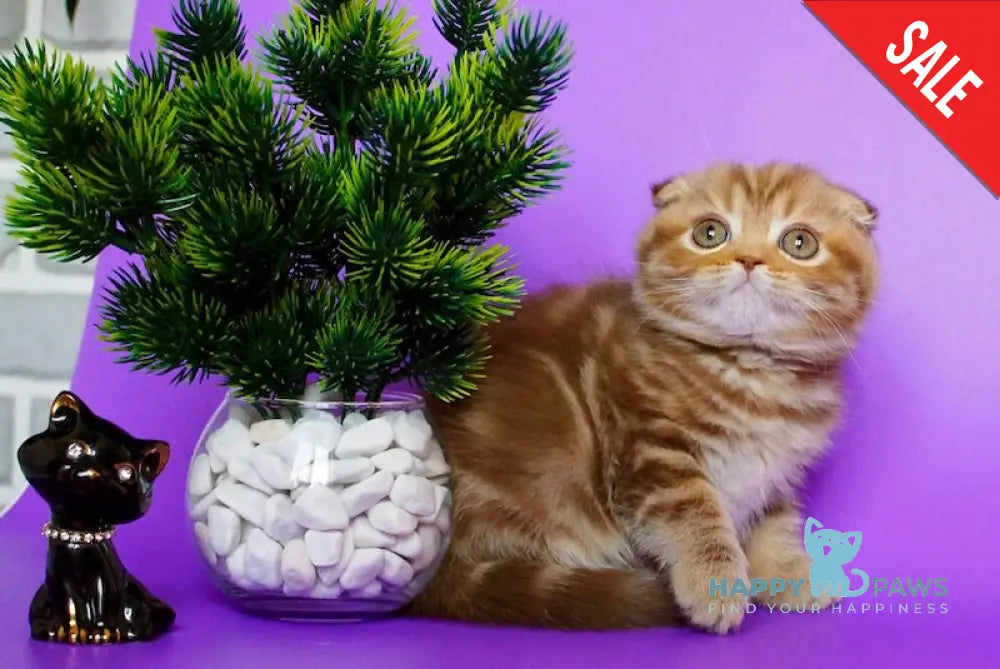 Zelena Scottish Fold Female Cinnamon Tabby Live Animals