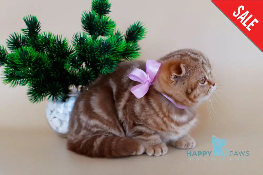 Zelena Scottish Fold Female Cinnamon Tabby Live Animals