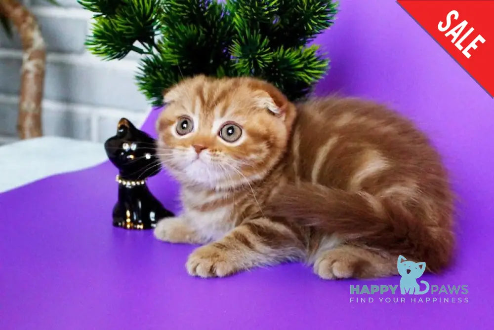 Zelena Scottish Fold Female Cinnamon Tabby Live Animals