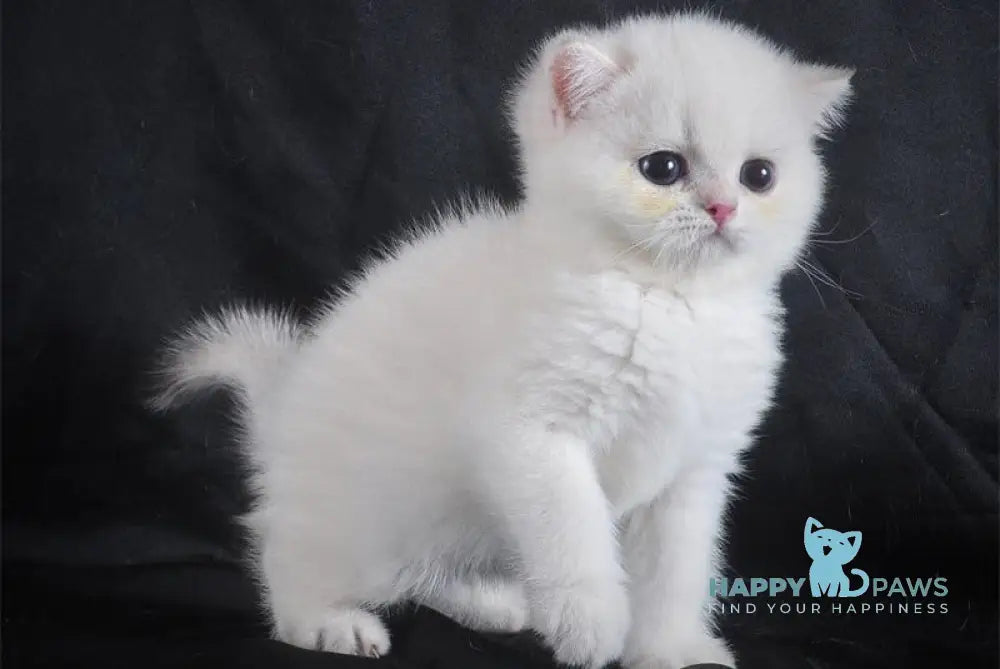 Zevs British Shorthair Male Black Golden Shaded Pointed Live Animals