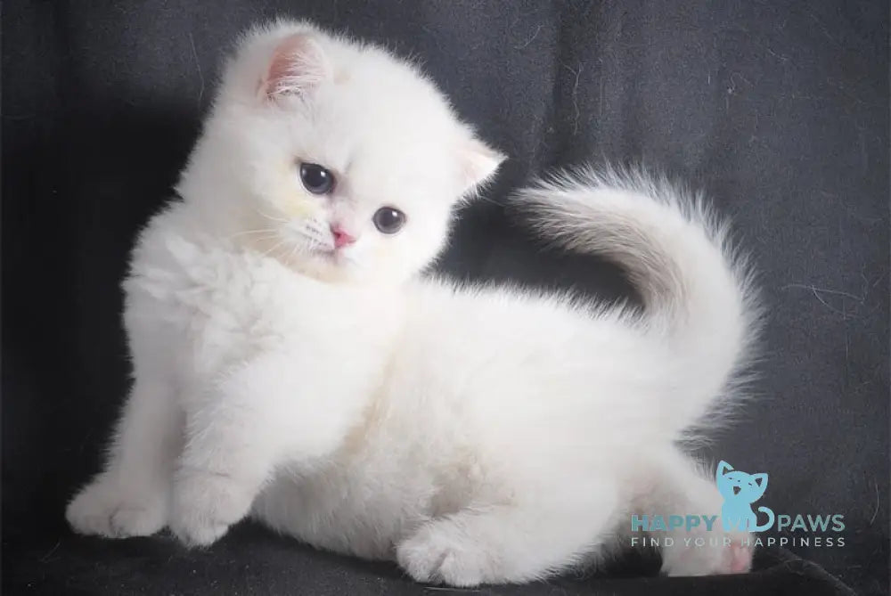 Zevs British Shorthair Male Black Golden Shaded Pointed Live Animals