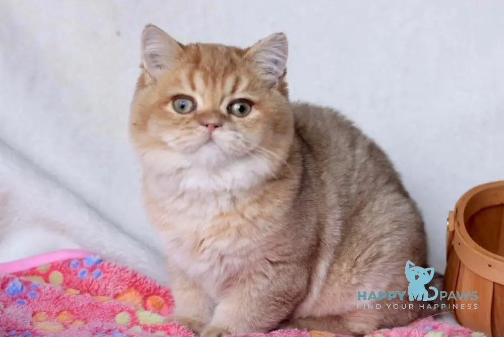 Zhak British Shorthair Male Chocolate Golden Shaded Live Animals