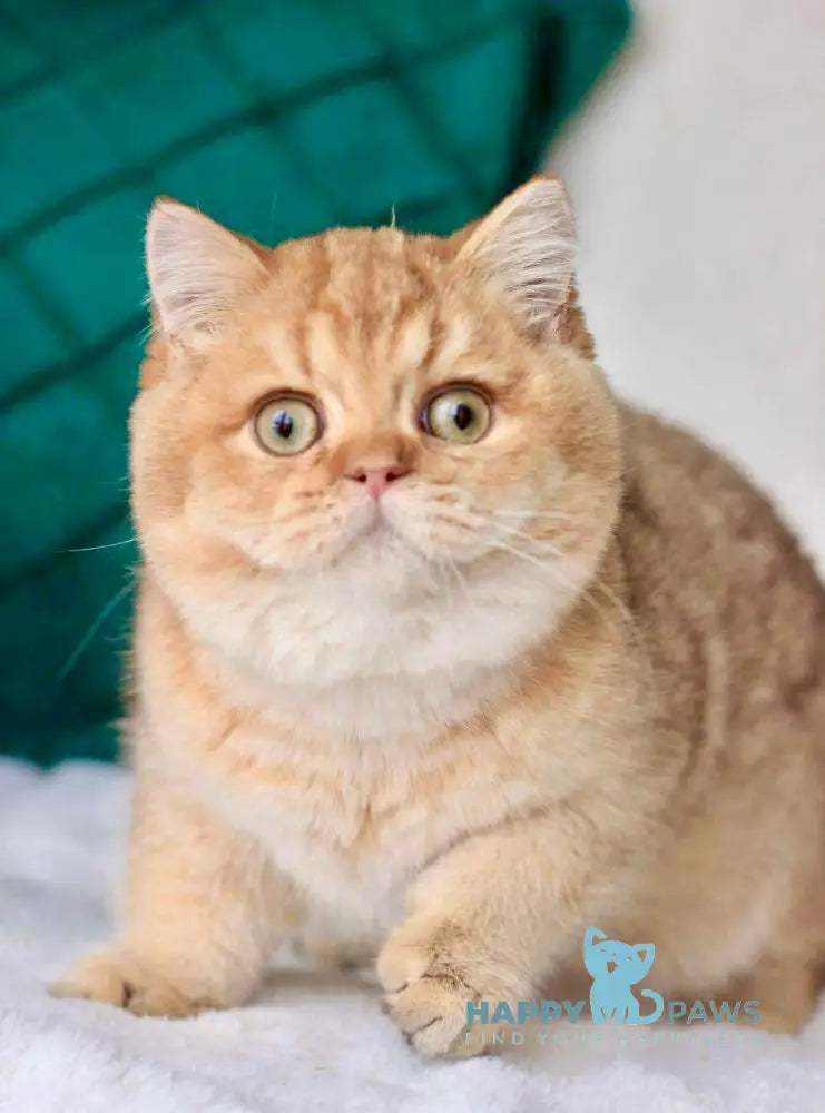 Zhak British Shorthair Male Chocolate Golden Shaded Live Animals