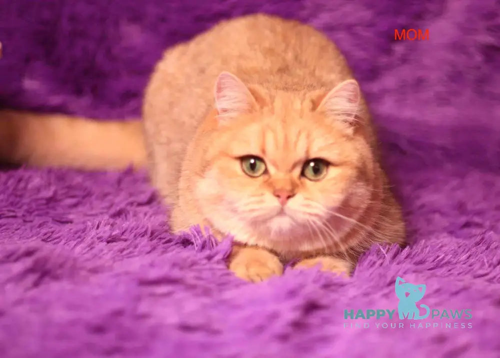 Zhak British Shorthair Male Chocolate Golden Shaded Live Animals