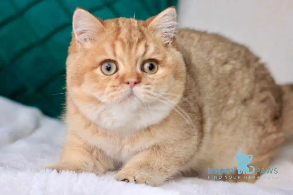 Zhak British Shorthair Male Chocolate Golden Shaded Live Animals